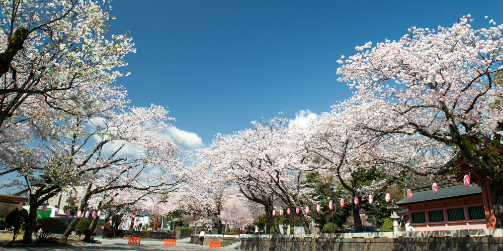 境内の桜・桜の馬場