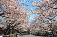 Sakura-no-baba